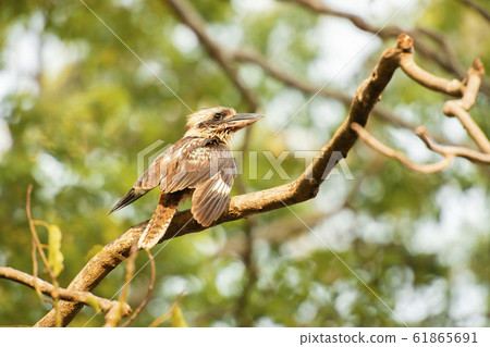 Laughing Kookaburra 61865691