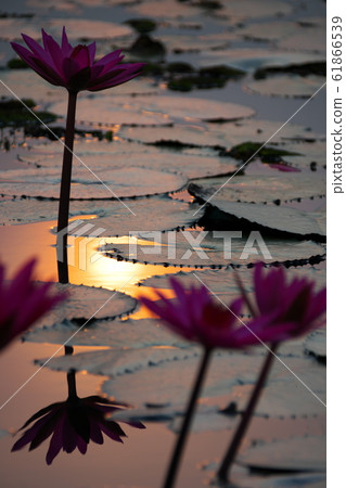 Taleve Aden Lotus Flower 61866539