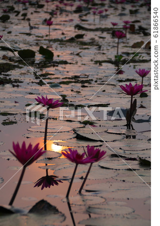 Taleve Aden Lotus Flower 61866540