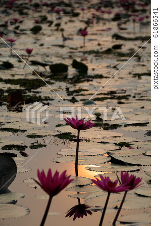 Taleve Aden Lotus Flower 61866541