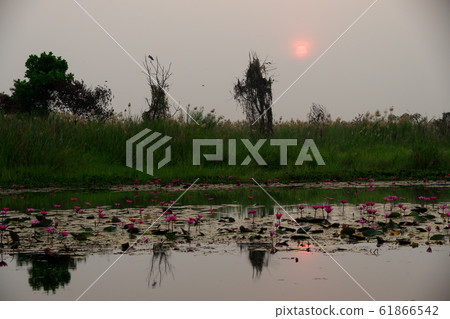 Taleve Aden Lotus Flower Taleve Aden Lotus Flower 61866542