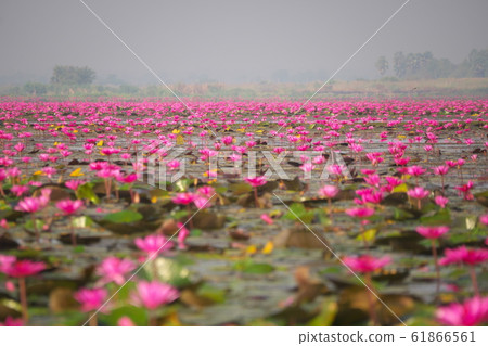 Taleve Aden Lotus Flower Taleve Aden Lotus Flower 61866561
