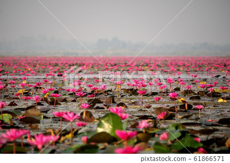 Taleve Aden Lotus Flower Taleve Aden Lotus Flower 61866571