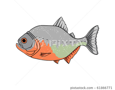 Red piranha vector isolated on white 61866771