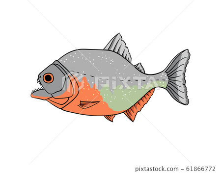 Red piranha vector isolated on white 61866772