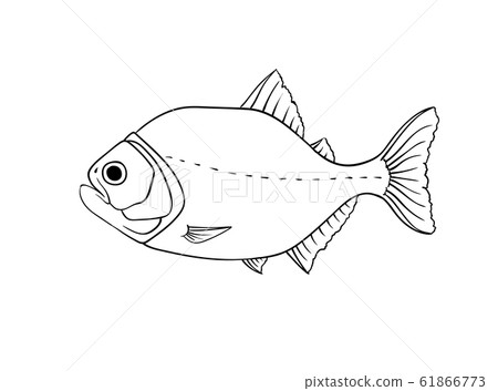 Red piranha vector isolated on white 61866773