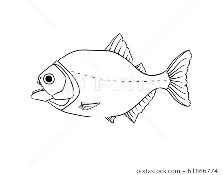 Red piranha vector isolated on white 61866774