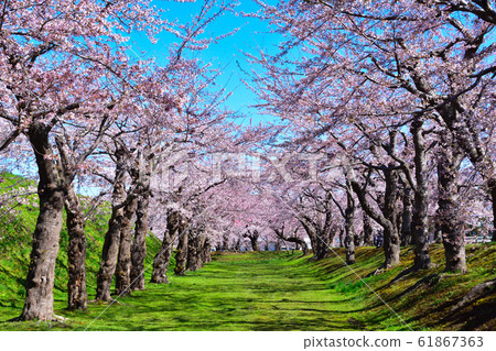 櫻櫻函館五棱郭 61867363