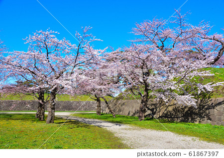 Sakurakei Hakodate Goryokaku Sakurakei Hakodate Goryokaku 61867397
