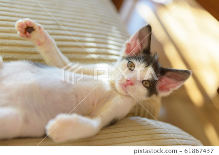 Young kitten playing on sofa 61867437