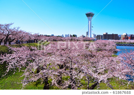 櫻櫻函館五棱郭 61867688