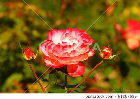 摩納哥玫瑰王子 摩納哥玫瑰王子 61867689