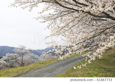 Cherry tree Cherry tree 61867733