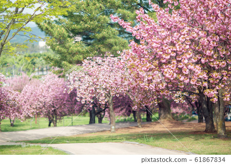 雙櫻花，春天 61867834