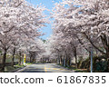 櫻花 61867835