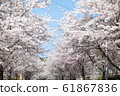 櫻桃樹天空 61867836