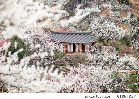 梅花村 61867837