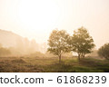 兩棵樹 61868239