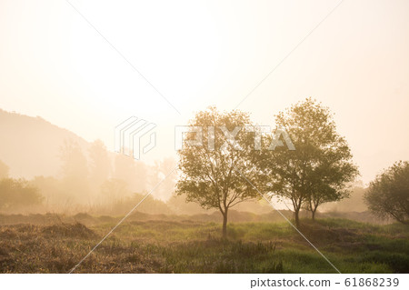 Two trees 61868239