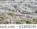 梅花村 61868246