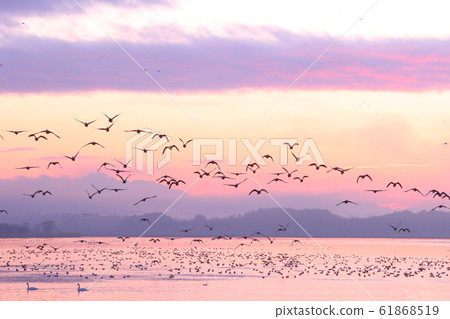 伊豆沼的早晨 伊豆沼的早晨 61868519