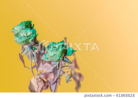 Green roses inversed color background with copy space Green roses inversed color background with copy space 61868828