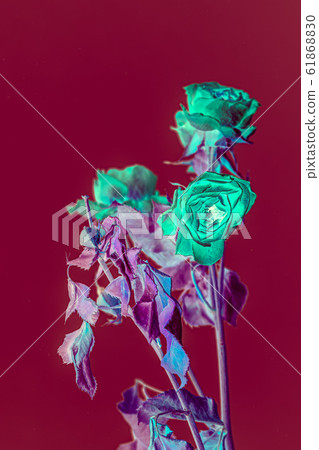 Green roses inversed color background with copy space Green roses inversed color background with copy space 61868830