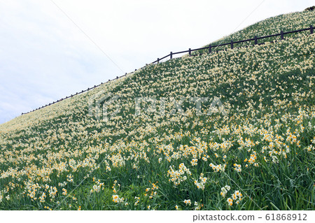 Minamikari Narcissus Festival Minamikari Narcissus Festival 61868912