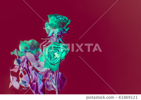 Color Inversed From Background Green roses inversed color background with copy... - Stock Illustration ...