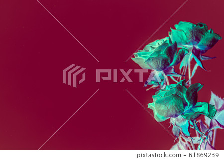 Color Inversed From Background Green roses inversed color background with copy... - Stock Illustration ...