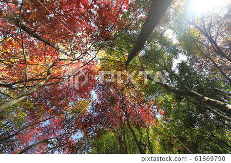 Beautiful Autumn Leaves in Korea 61869790