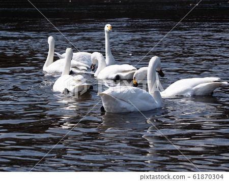 Swan << Swan >> (Arakawa, Fukaya-shi, Saitama) 61870304