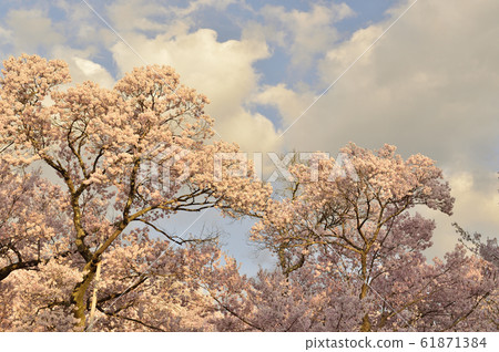 [Ina City, Nagano Prefecture] Cherry blossoms at Takato Castle Ruins Park 61871384