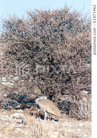 A Kori Bustard in Etosha National Park 61871462