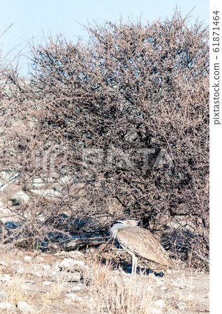 A Kori Bustard in Etosha National Park 61871464