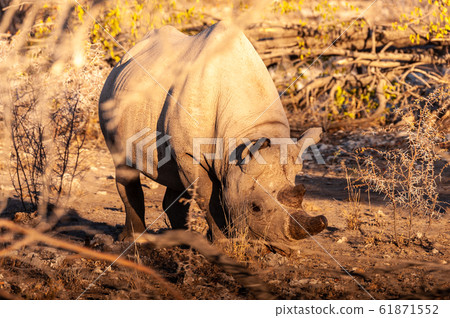 A black Rhinoceros Browsing in the Bushes of Etosha A black Rhinoceros Browsing in the Bushes of Etosha 61871552
