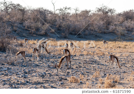 Impalas in Etosha National Park 61871590