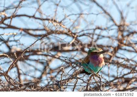Lilac Breasted Roller sitting on a tree branch 61871592