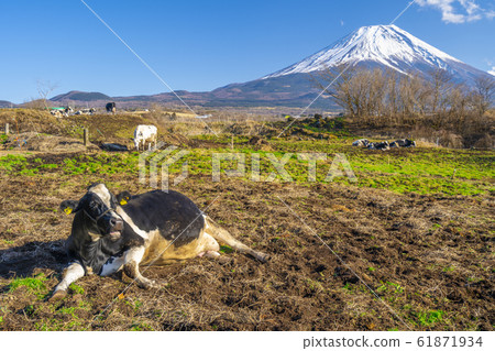 Asagiri plateau Cow Fuji mountain Asagiri plateau Cow Fuji mountain 61871934