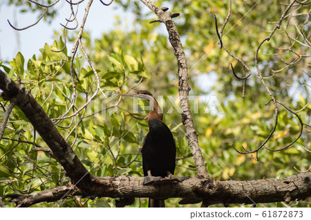 African darter (Anhinga rufa) laying 61872873