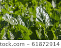 Organic chard leaves 61872914