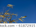 Yellow dry bamboo reeds 61872915