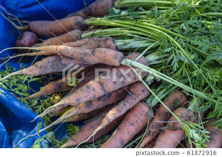 Organic carrots Organic carrots 61872916