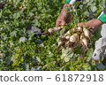 Harvesting organic turnips 61872918