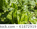 Nice chard leaves 61872919