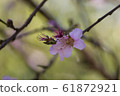 Blooming nectarine flowers 61872921