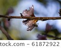 Bee pollinating two flower of a nectarine 61872922