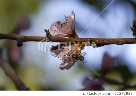 Bee pollinating two flower of a nectarine Bee pollinating two flower of a nectarine 61872922