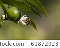 Bee on the flower of a tangerine tree 61872923