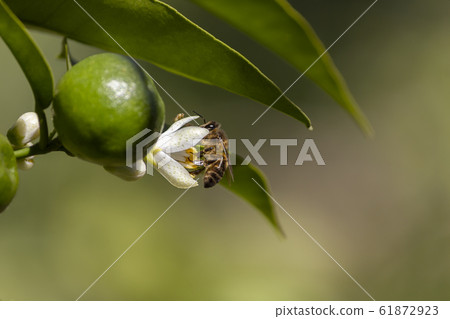 Bee on the flower of a tangerine tree Bee on the flower of a tangerine tree 61872923